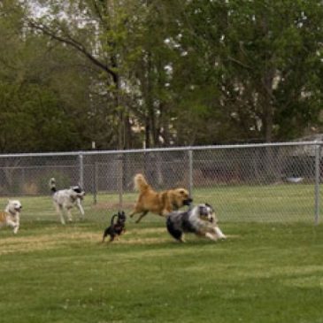 Sgambatoio o dimenticatoio?