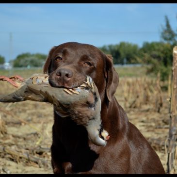 Lascia perdere, con questo cane non vale la pena lavorare!