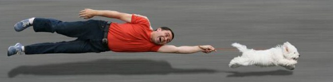 Collare VS Pettorina? O forse…