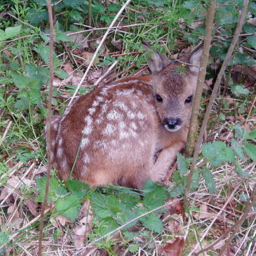 Sei solito lasciare libero il tuo cane in campagna o nel bosco?…OCCHIO!