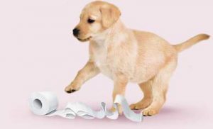 labrador-retriever-carta-igienica-300x182
