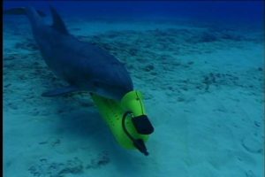 In the MK 7 MMS, dolphins are trained to detect and/or mark the location of mines sitting on the ocean bottom or buried in sediment.